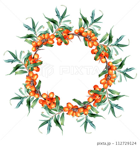 Wreath frame with medicinal plant sea buckthorn branches. Hand drawn watercolor botanical illustration isolated on white background. For clip art cards invitation label package 112729124