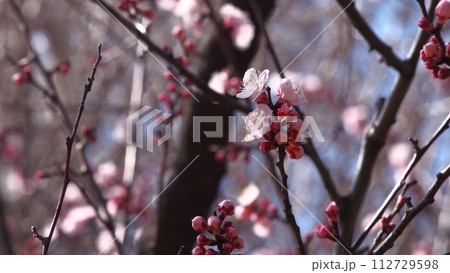 咲き始めた木瓜の花 112729598