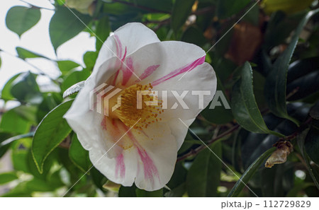美しい椿の花 白毫寺五色 美しい椿の花 白毫寺五色 112729829