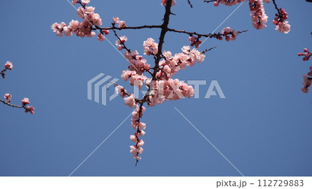 青空に映える杏の花 112729883