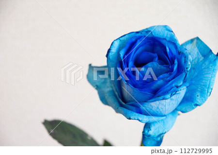 青い薔薇 112729995