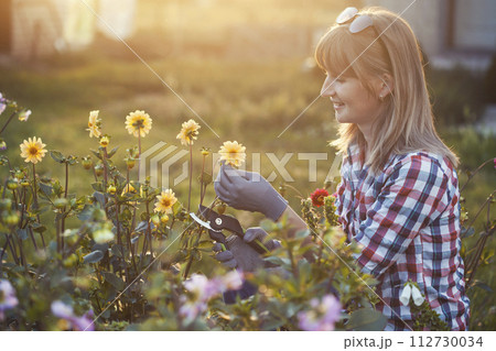 woman gardening and pruning dahlias with garden shears 112730034