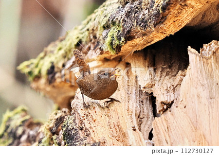 都市公園のミソサザイ 都市公園のミソサザイ 112730127