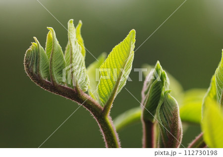 オニグルミの新芽 112730198