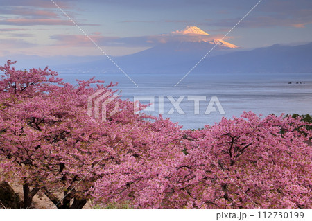 静岡県沼津市井田　斜面の満開の早咲き河津桜と駿河湾越しの朝陽を受ける冠雪した富士山の景色 112730199