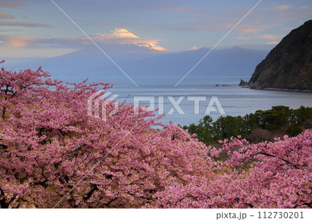 静岡県沼津市井田　斜面の満開の早咲き河津桜と駿河湾越しの朝陽を受ける冠雪した富士山の景色 112730201