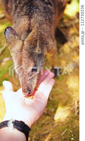 かわいいパルマワラビー 112730236