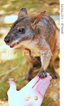 かわいいパルマワラビー 112730241