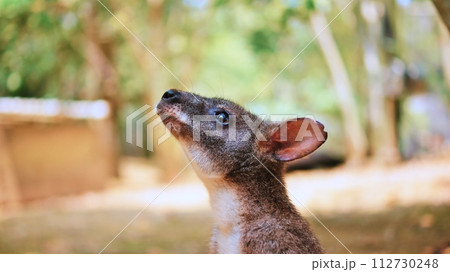 かわいいパルマワラビー 112730248