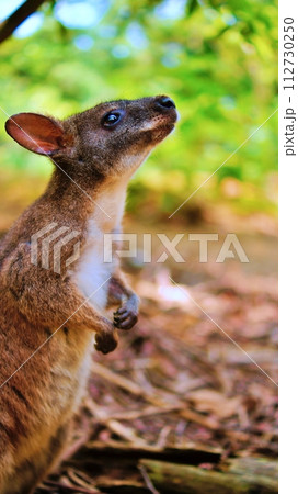 かわいいパルマワラビー かわいいパルマワラビー 112730250