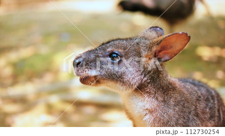 かわいいパルマワラビー 112730254