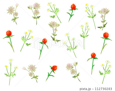 アストランチア・ストロベリーキャンドル・カモミール 112730283