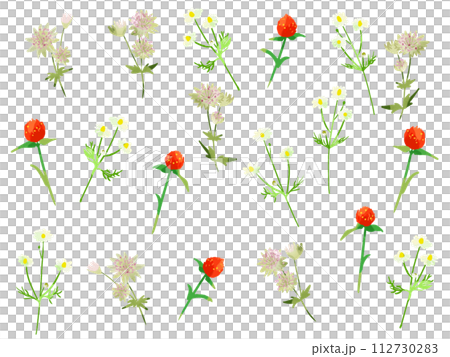 アストランチア・ストロベリーキャンドル・カモミール 112730283