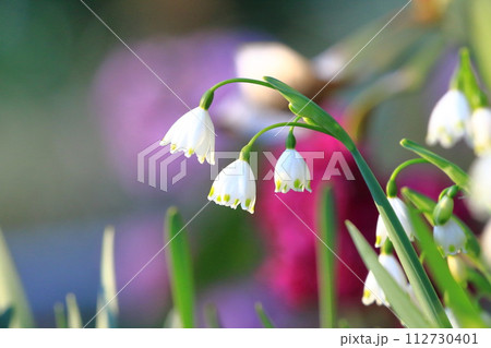 鈴蘭水仙（スズランスイセン）　snowflake　 112730401