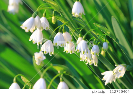 鈴蘭水仙（スズランスイセン）　snowflake　 112730404