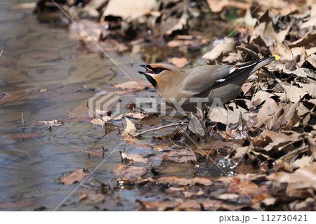 キレンジャクの水飲み 112730421
