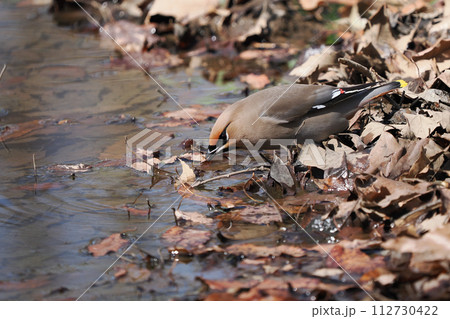 キレンジャクの水飲み 112730422