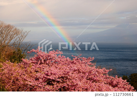 静岡県沼津市井田　斜面の満開の早咲き河津桜と、駿河湾と富士山の裾野をバックに現れた虹 112730661
