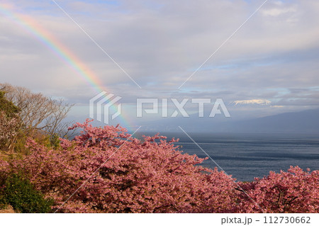 静岡県沼津市井田　斜面の満開の早咲き河津桜と、駿河湾と富士山の裾野をバックに現れた虹 112730662