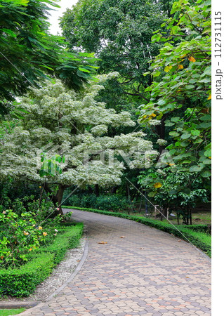 Alley, pedestrian path along the tree in tropical garden. 112731115