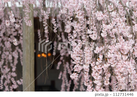 長野県飯田市 麻績の里 舞台桜 長野県飯田市 麻績の里 舞台桜 112731446