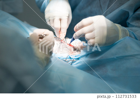 An experienced veterinary surgeon performs a surgical procedure on a pet in the operating room. Veterinary surgery to ensure your pet's health and well-being. Veterinary surgery, surgeon. An experienced veterinary surgeon performs a surgical procedure on a pet in the operating room. Veterinary surgery to ensure your pet's health and well-being. Veterinary surgery, surgeon. 112731533