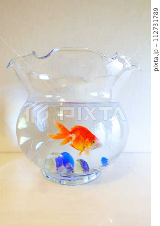 キンギョ　金魚　魚　夏　日本　和 112731789