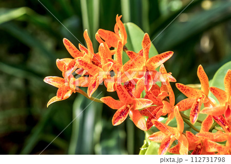 綺麗なオレンジ色のランの花【茶色の斑点】 112731798