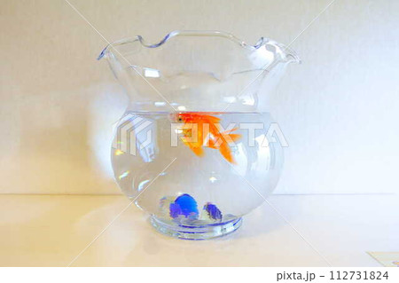 キンギョ　金魚　魚　夏　日本　和 112731824