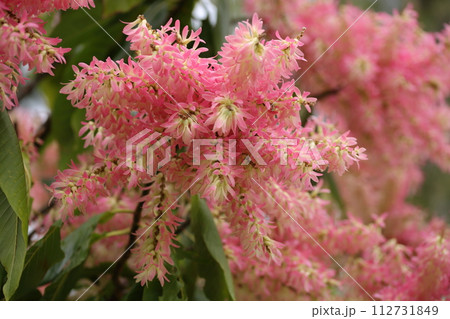 アリノキの花　アリが共生するタデ科植物 112731849