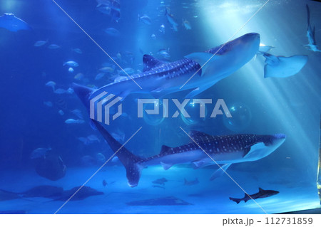 のとじま水族館のジンベイザメ 112731859