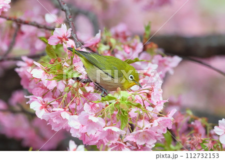 静岡県沼津市井田　ピンクが鮮やかな早咲きの河津桜とメジロ 112732153