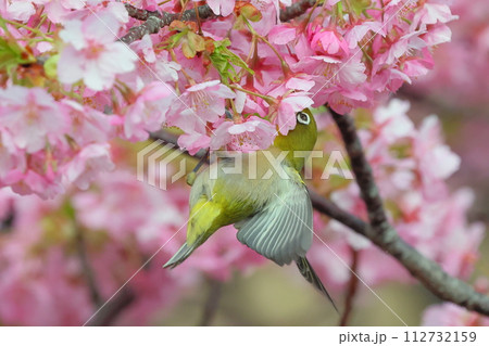 静岡県沼津市井田 ピンクが鮮やかな早咲きの河津桜と羽を広げるメジロ 静岡県沼津市井田 ピンクが鮮やかな早咲きの河津桜と羽を広げるメジロ 112732159