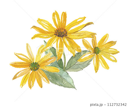 水彩で描いた菊芋　キクイモ 112732342