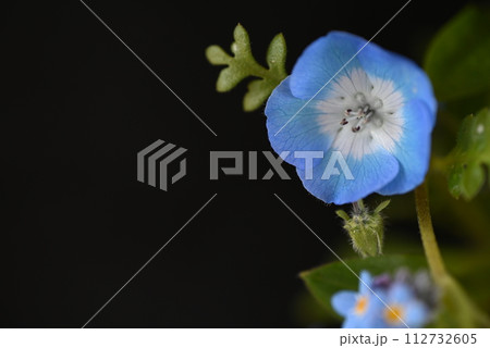 庭で摘んだばかりの早春の花々 黒背景 庭で摘んだばかりの早春の花々 黒背景 112732605