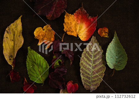 鮮やかな紅葉の落ち葉 112732612
