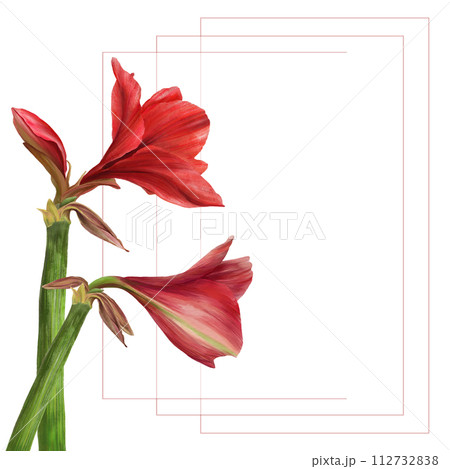 Red amaryllis flowers, stems and buds frame Hippeastrum plant card template Hand drawn botanical watercolor illustration Floral clipart for wedding, birthday invitation print Isolated white background 112732838