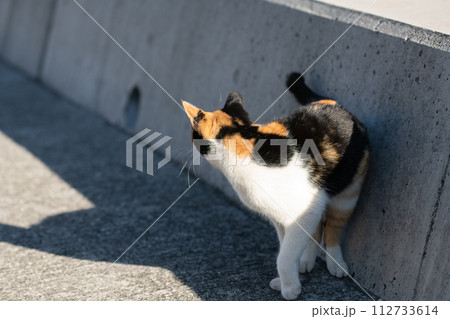 カワイイ三毛猫の後ろ姿 カワイイ三毛猫の後ろ姿 112733614