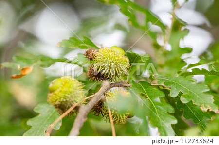 Austrian oak acorns 112733624