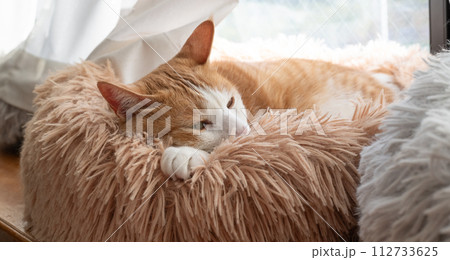眠る猫　茶トラ白 112733625