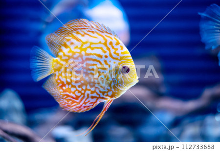 discus fish in aquarium, tropical fish. Symphysodon discus from Amazon river. Blue diamond, snakeskin, red turquoise and more 112733688