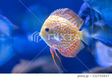 discus fish in aquarium, tropical fish. Symphysodon discus from Amazon river. Blue diamond, snakeskin, red turquoise and more discus fish in aquarium, tropical fish. Symphysodon discus from Amazon river. Blue diamond, snakeskin, red turquoise and more 112733817