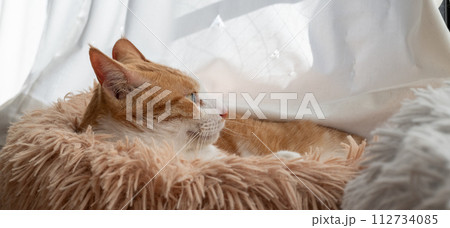 窓辺でくつろぐ猫　茶トラ白 112734085