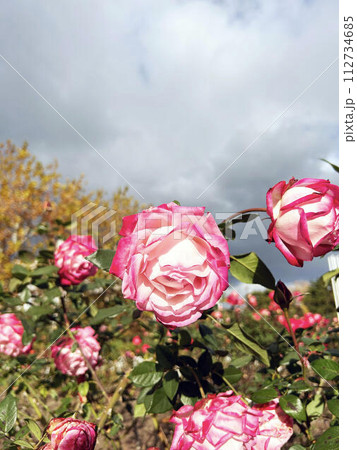 バラのクローズアップと空模様 112734685