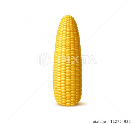 Realistic ripe sweet corn cob. Isolated 3d vector yellow maize corncob vegetable with edible and nutritious cylindrical core and plump seeds. Farm plant, filled with rows of sweet and juicy kernels 112734926