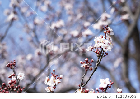 ベニマスモモ 春の花 素材 ベニマスモモ 春の花 素材 112735055