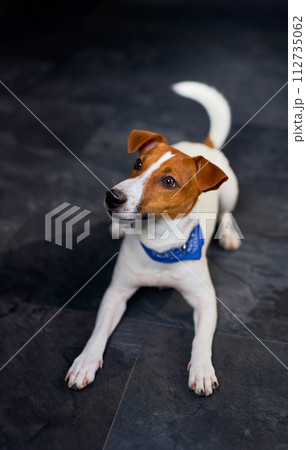 Cute Jack Russell dog on a black background Cute Jack Russell dog on a black background 112735062