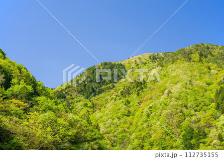 爽やかな青空と鮮やかな新緑が美しい初夏の風景 爽やかな青空と鮮やかな新緑が美しい初夏の風景 112735155