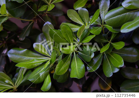 Vibrant green leaves against a dark background, showcasing natural beauty and contrast. 112735446