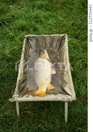 A wet carp in a stand lies on the grass, demonstrating a successful catch. 112735447
